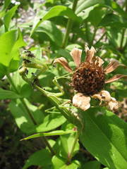 Stagmomantis limbata