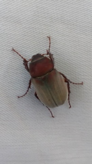 Scarabaeidae