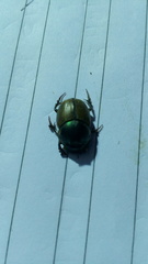 Scarabaeidae