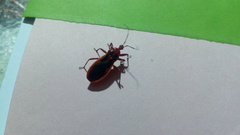 Reduviidae