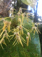 Pleurothallis dunstervillei