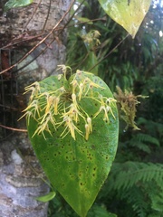 Pleurothallis dunstervillei
