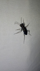 Cylindera paradoxa