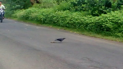 Corvus macrorhynchos culminatus