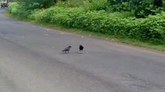 Corvus macrorhynchos culminatus