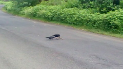 Corvus macrorhynchos culminatus