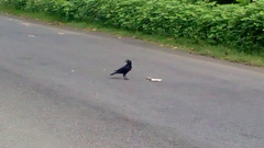 Corvus macrorhynchos culminatus