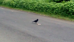 Corvus macrorhynchos culminatus