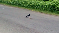 Corvus macrorhynchos culminatus