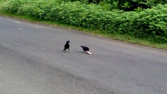 Corvus macrorhynchos culminatus