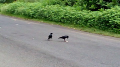 Corvus macrorhynchos culminatus