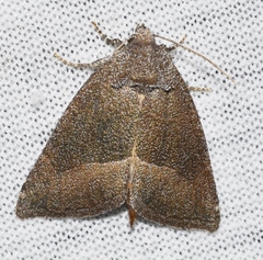 Plagiomimicus spumosum