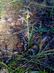 Fritillaria atropurpurea