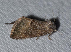 Plagiomimicus spumosum