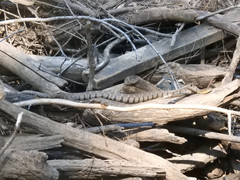 Nerodia sipedon