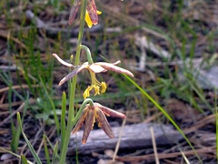Fritillaria atropurpurea