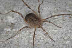 Odiellus spinosus