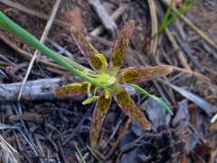 Fritillaria atropurpurea