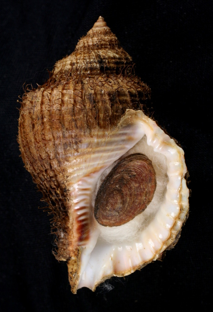 Monoplex wiegmanni
