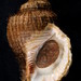 Caracol Tritón de Wiegmann - Photo (c) Shellnut, algunos derechos reservados (CC BY-SA)