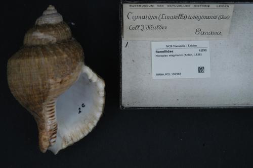 Monoplex wiegmanni