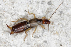 Forficula auricularia