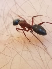 Camponotus vicinus