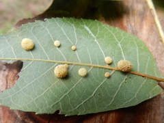 Caryomyia persicoides