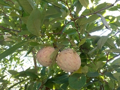Annona macroprophyllata