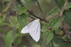 Neuromelia selectata