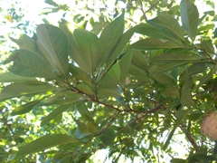Annona macroprophyllata