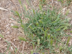 Hordeum murinum leporinum