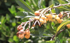Adelpha phylaca phylaca