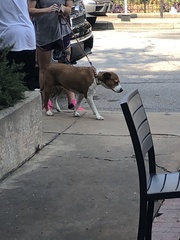 Canis familiaris