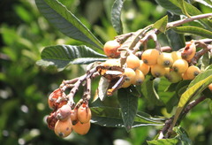 Adelpha phylaca phylaca