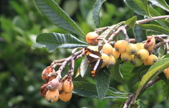 Adelpha phylaca phylaca