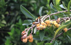 Adelpha phylaca phylaca