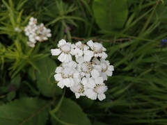 Achillea biserrata