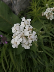Achillea biserrata