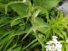 Achillea biserrata