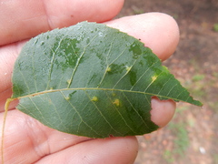 Caryomyia persicoides