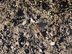 Sympetrum meridionale