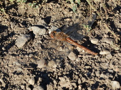 Sympetrum meridionale