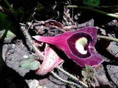 Aristolochia cardiantha