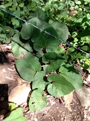Aristolochia cardiantha