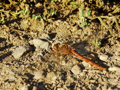 Sympetrum meridionale