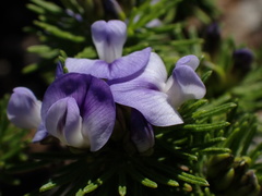 Psoralea vanberkelae