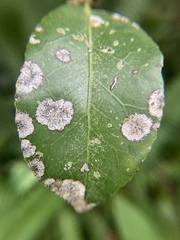 Cephaleuros virescens