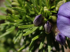 Psoralea vanberkelae
