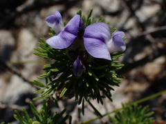 Psoralea vanberkelae